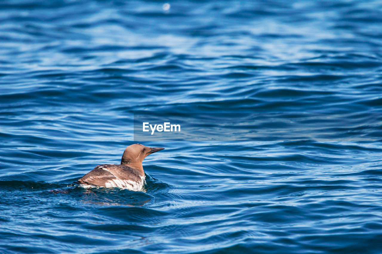 DUCK SWIMMING IN SEA