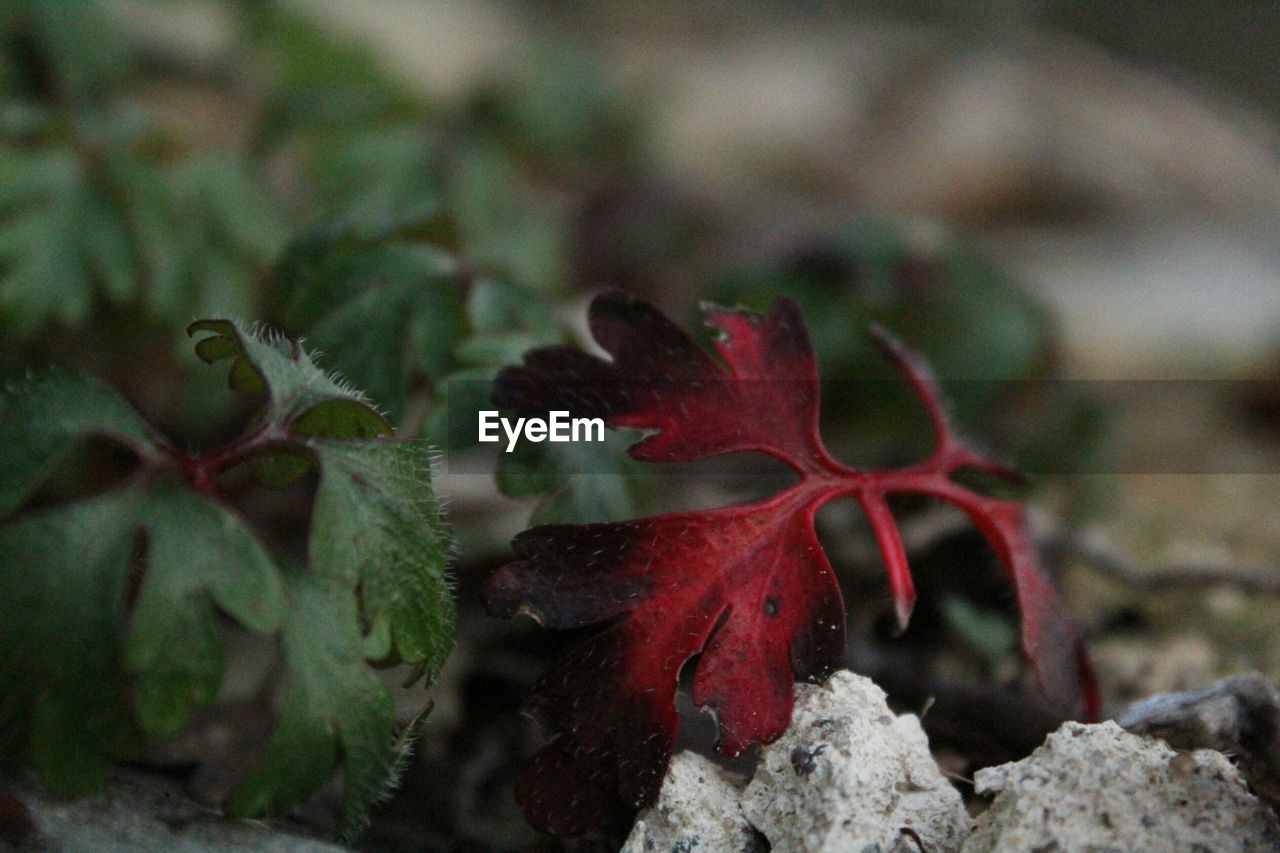 CLOSE-UP OF RED FLOWERS