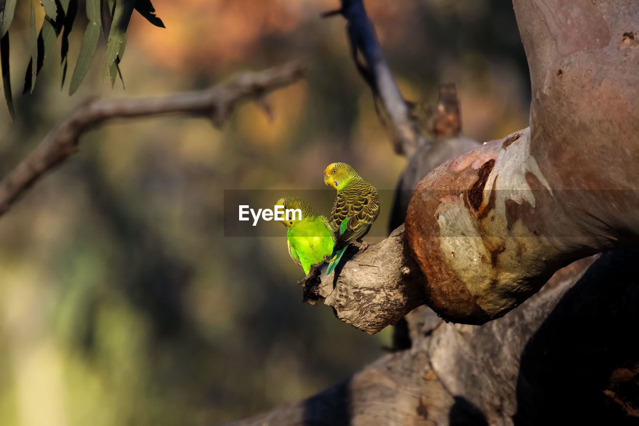 Couple of budgerigars perching on a a branch in the afternoon light, kings canyon