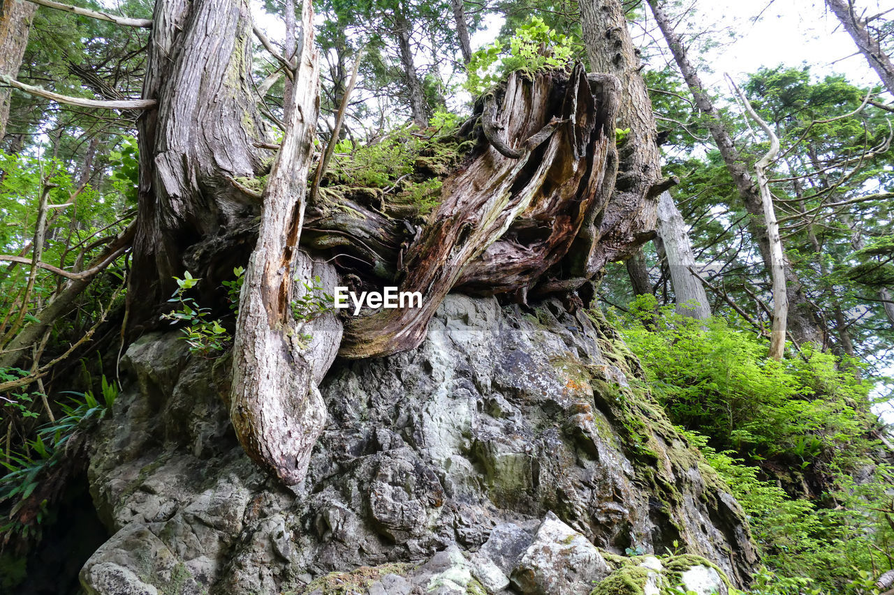 CLOSE-UP OF TREE ROOTS