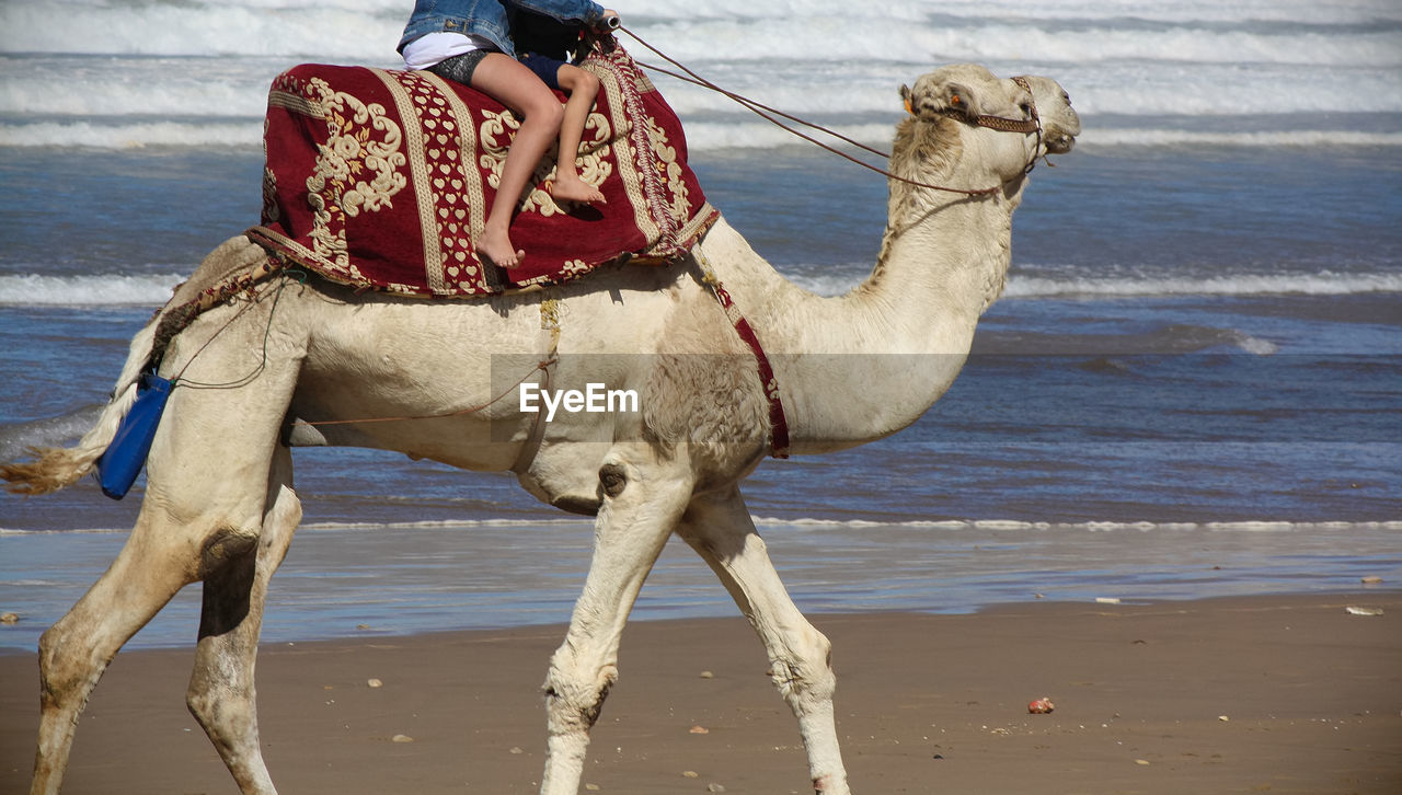 Two kids riding a camel