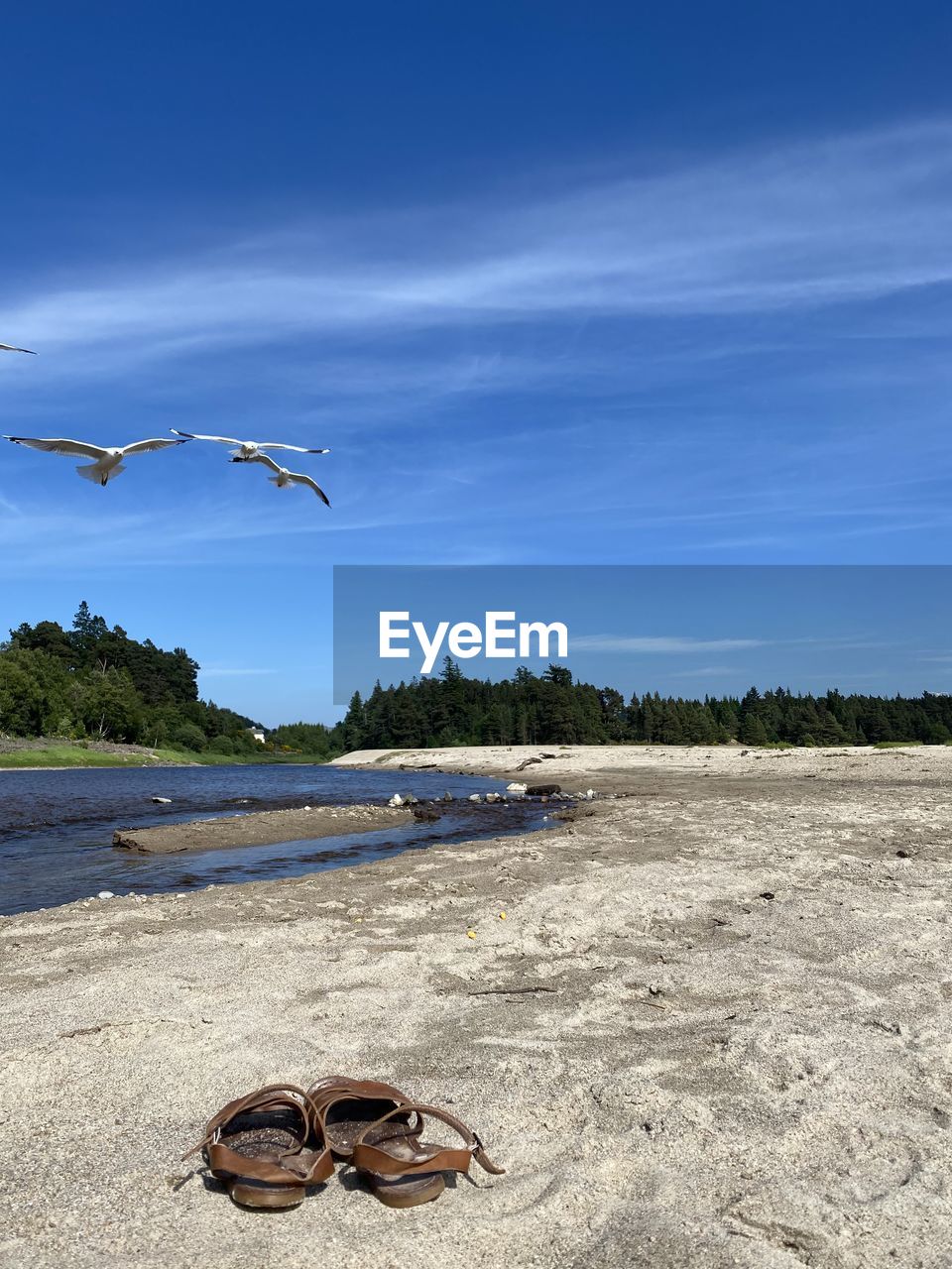 VIEW OF BIRDS ON BEACH