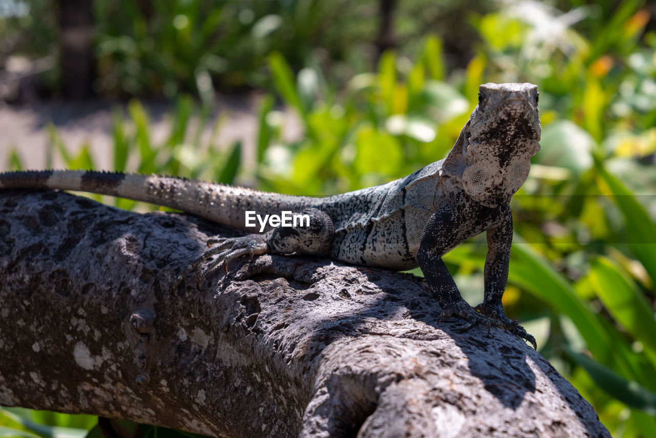 animal themes, animal, animal wildlife, reptile, wildlife, one animal, lizard, iguana, nature, tree, no people, plant, outdoors, focus on foreground, travel destinations, day, animal body part, side view, relaxation, close-up