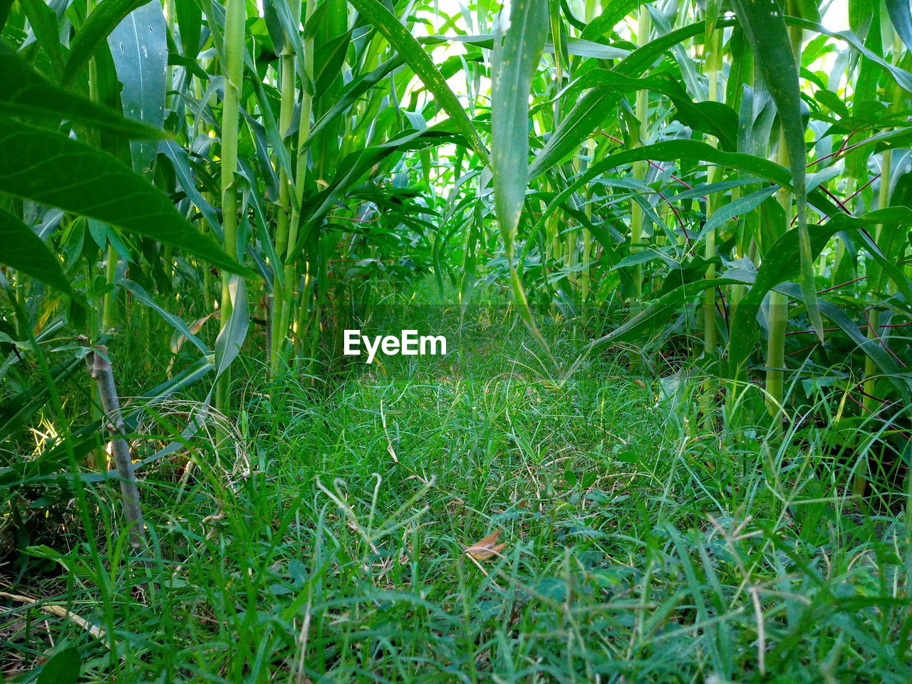 CLOSE-UP OF FRESH GREEN FIELD