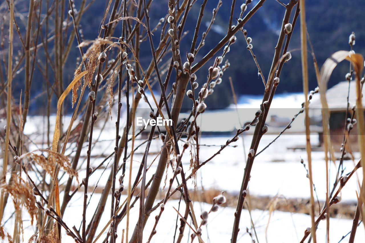 Close-up of frozen plants during winter