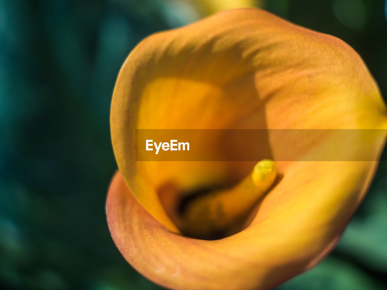 Close-up of yellow rose flower