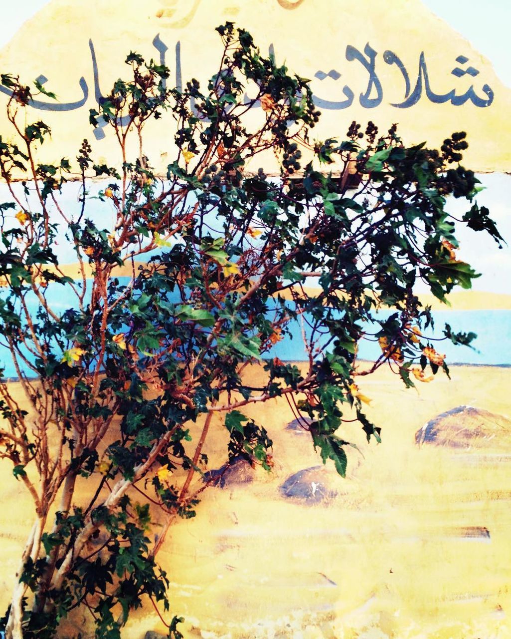 CLOSE-UP OF PLANTS AGAINST SKY