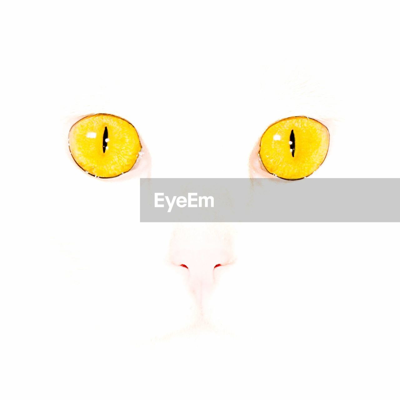 Yellow cat eyes