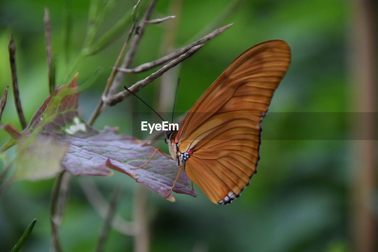 BUTTERFLY ON FLOWER