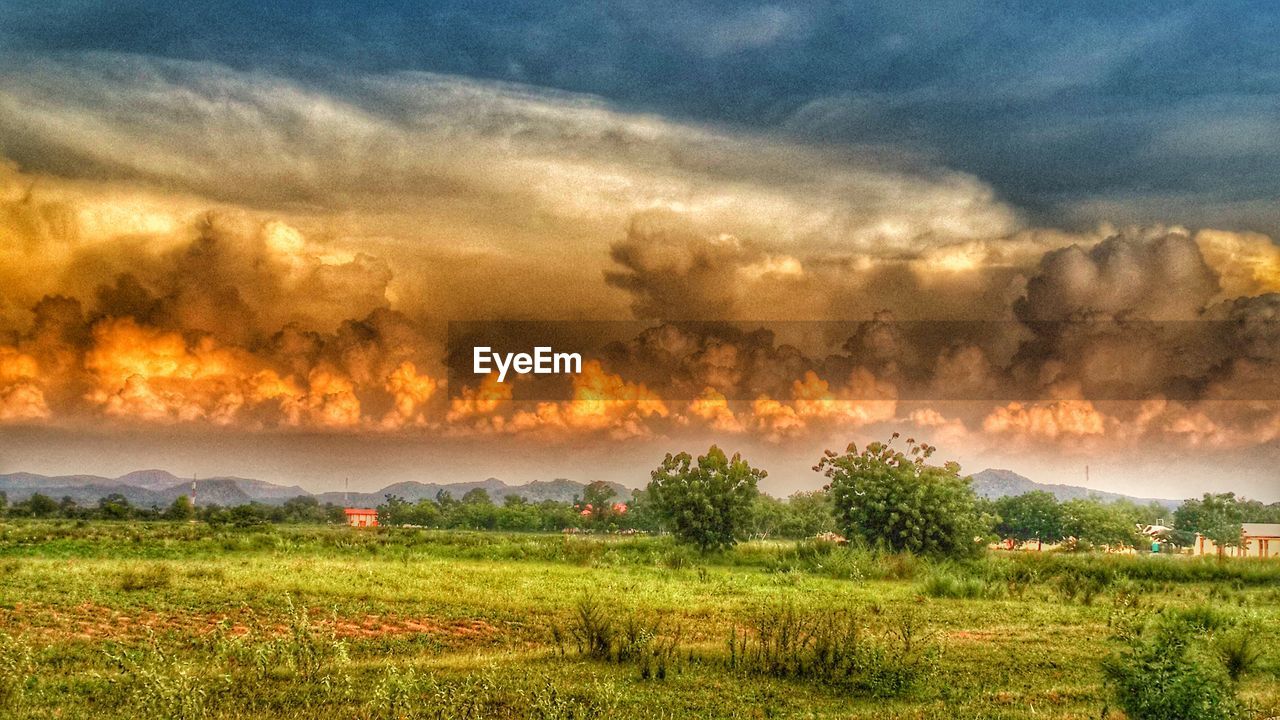 TREES ON FIELD AGAINST CLOUDY SKY