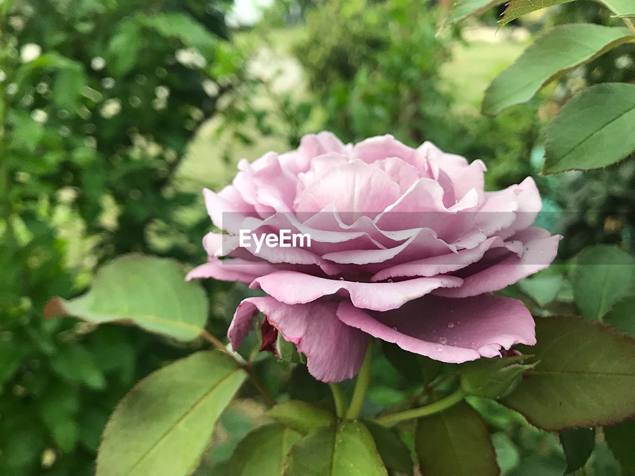 CLOSE-UP OF PINK ROSE PLANT