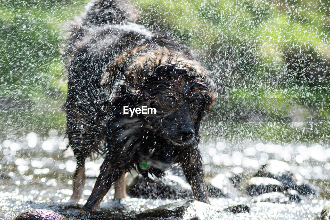 Wet dog shaking off water by river