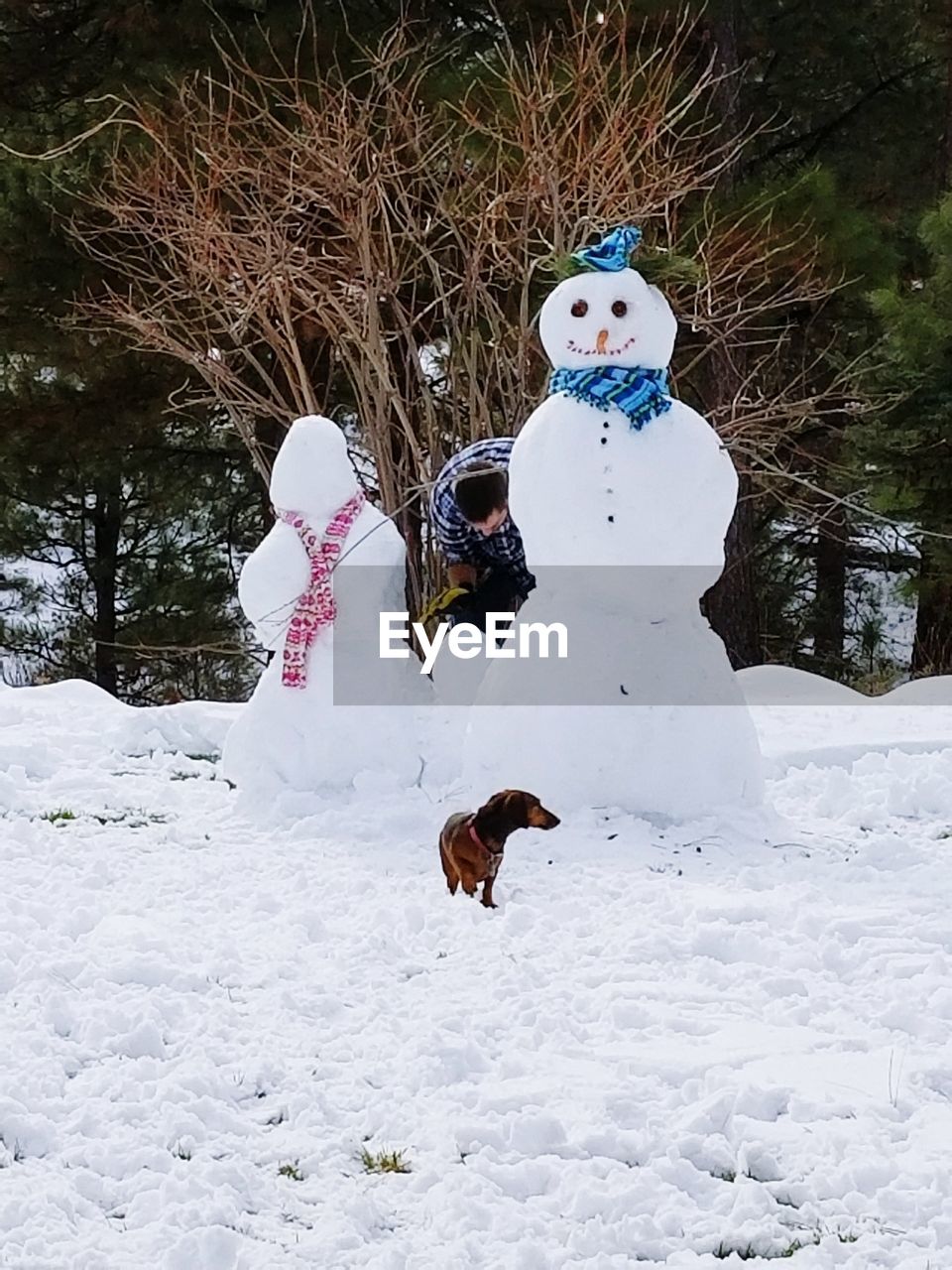 DOG ON SNOW FIELD AGAINST TREES