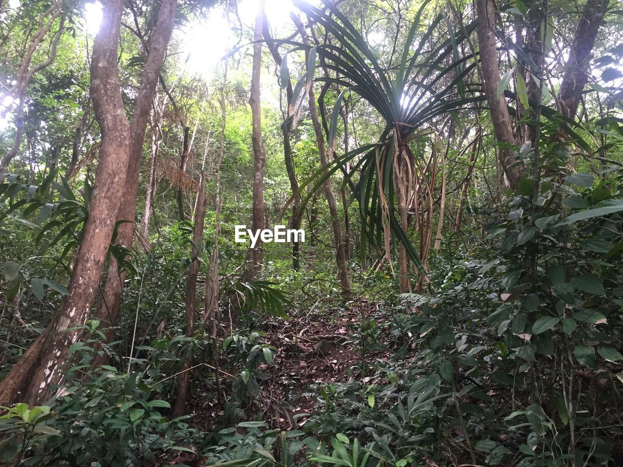 VIEW OF TREES IN FOREST