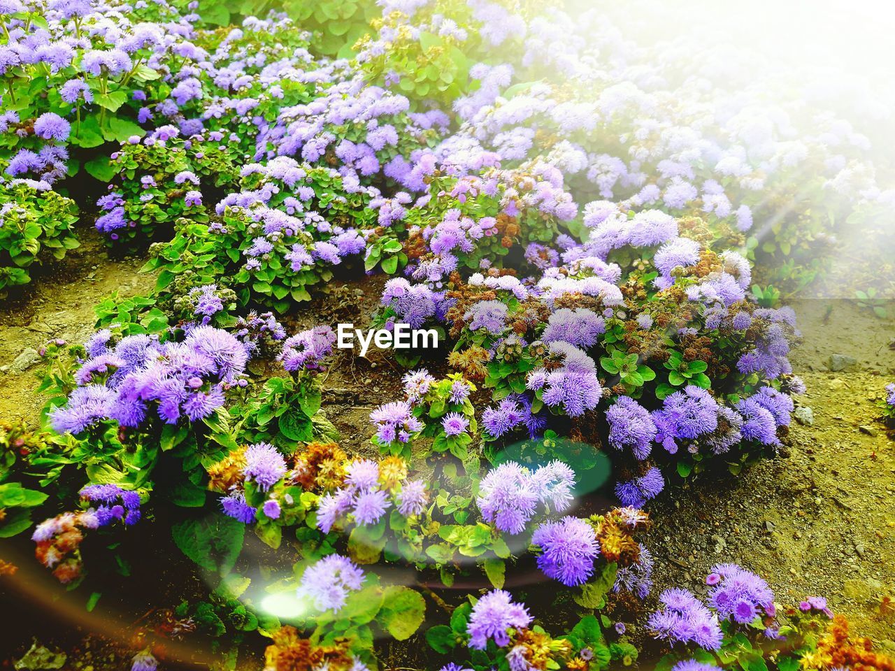 CLOSE-UP OF PURPLE FLOWERS