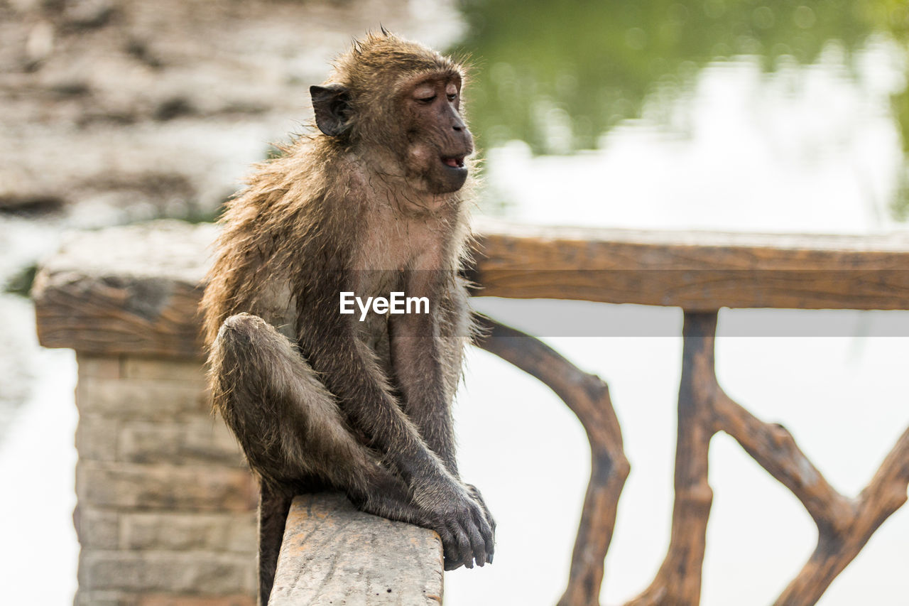 Long-tailed macaque sitting on railing in zoo