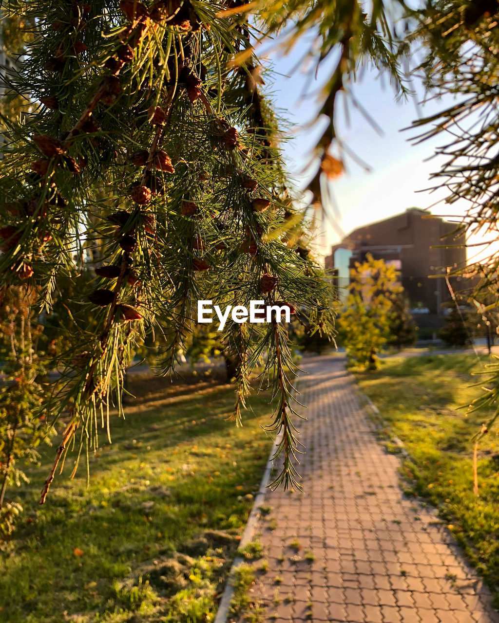 Footpath amidst trees