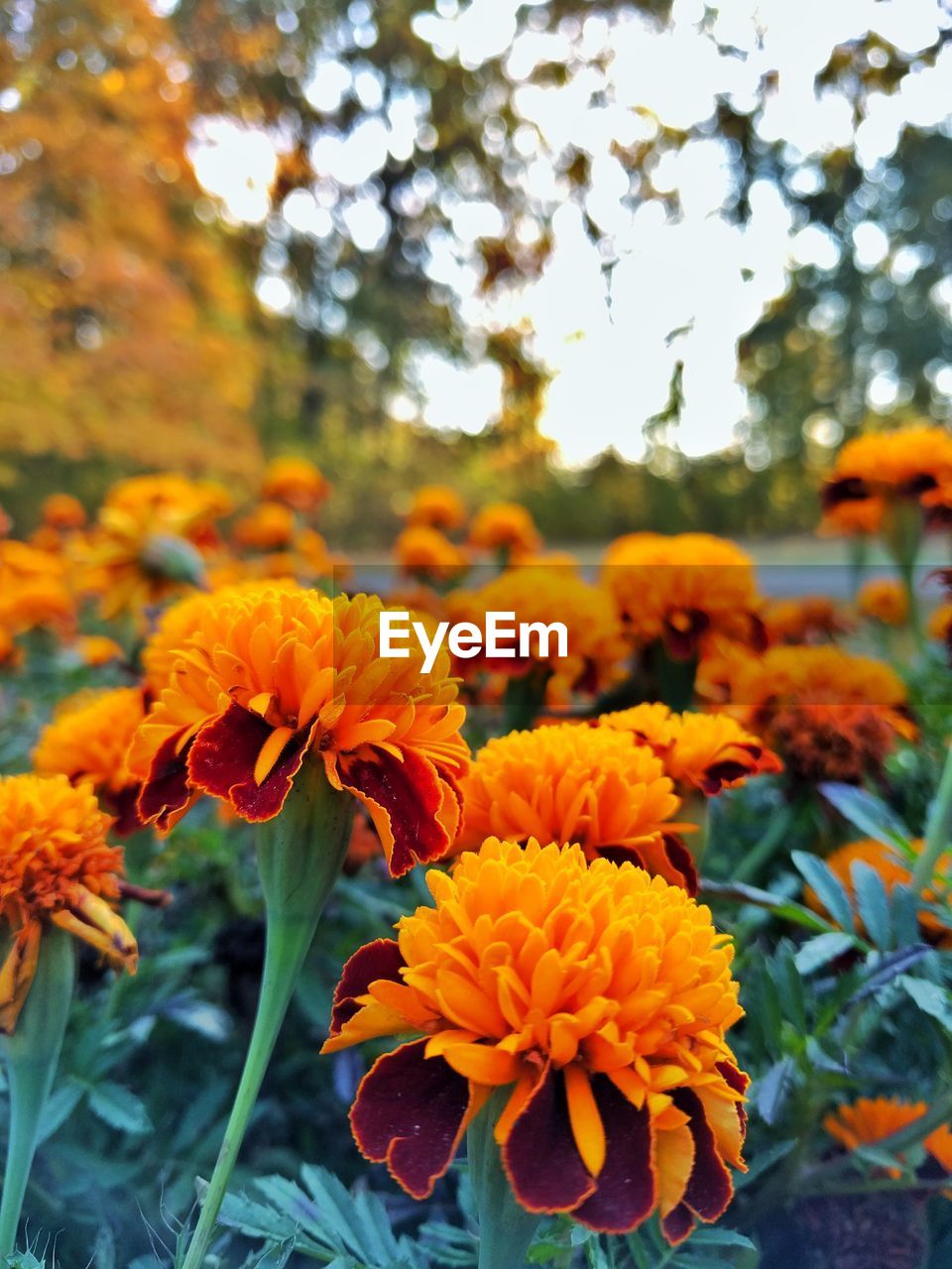 CLOSE-UP OF YELLOW MARIGOLD FLOWERS