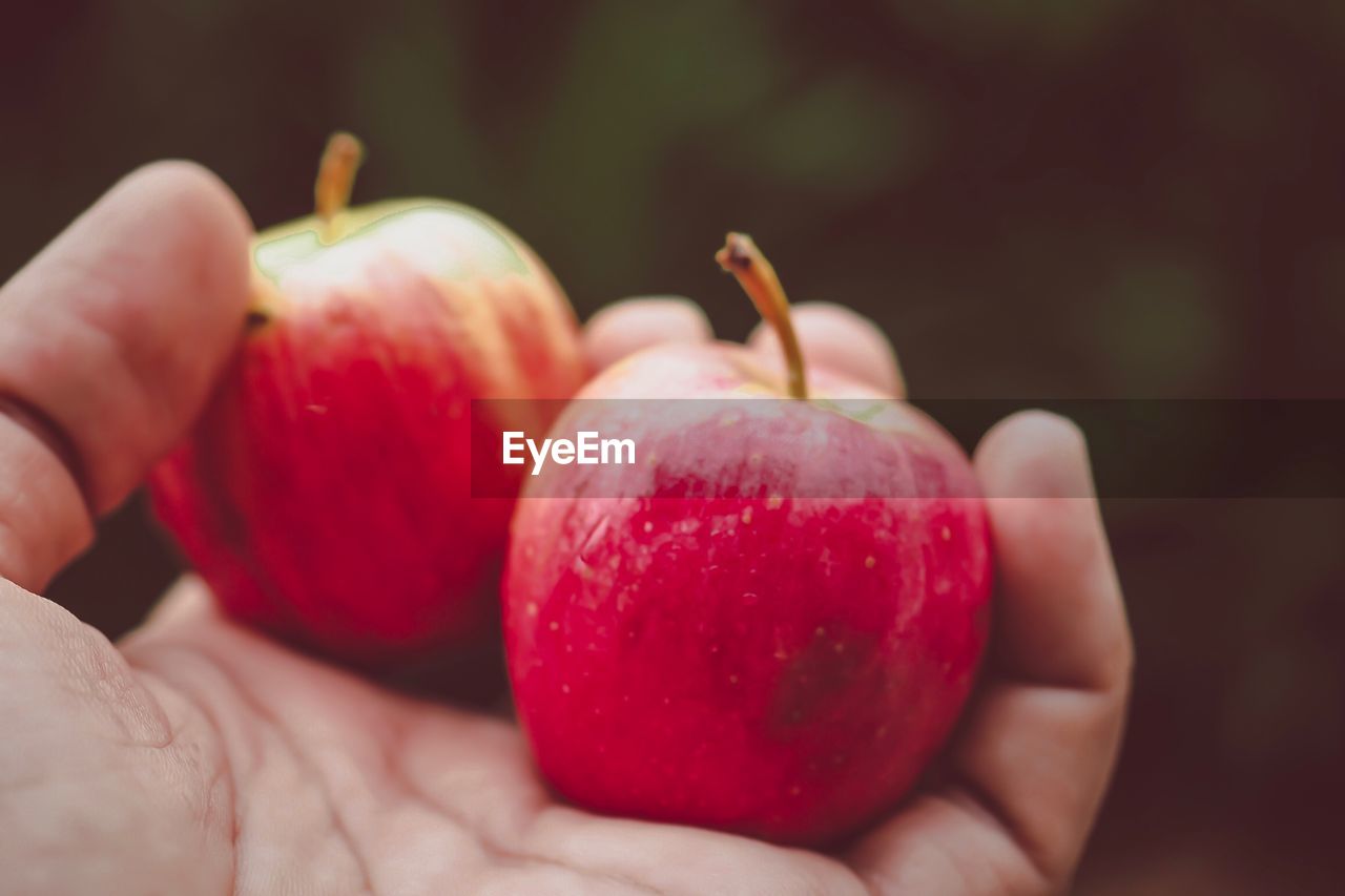 Close-up of hand holding apples