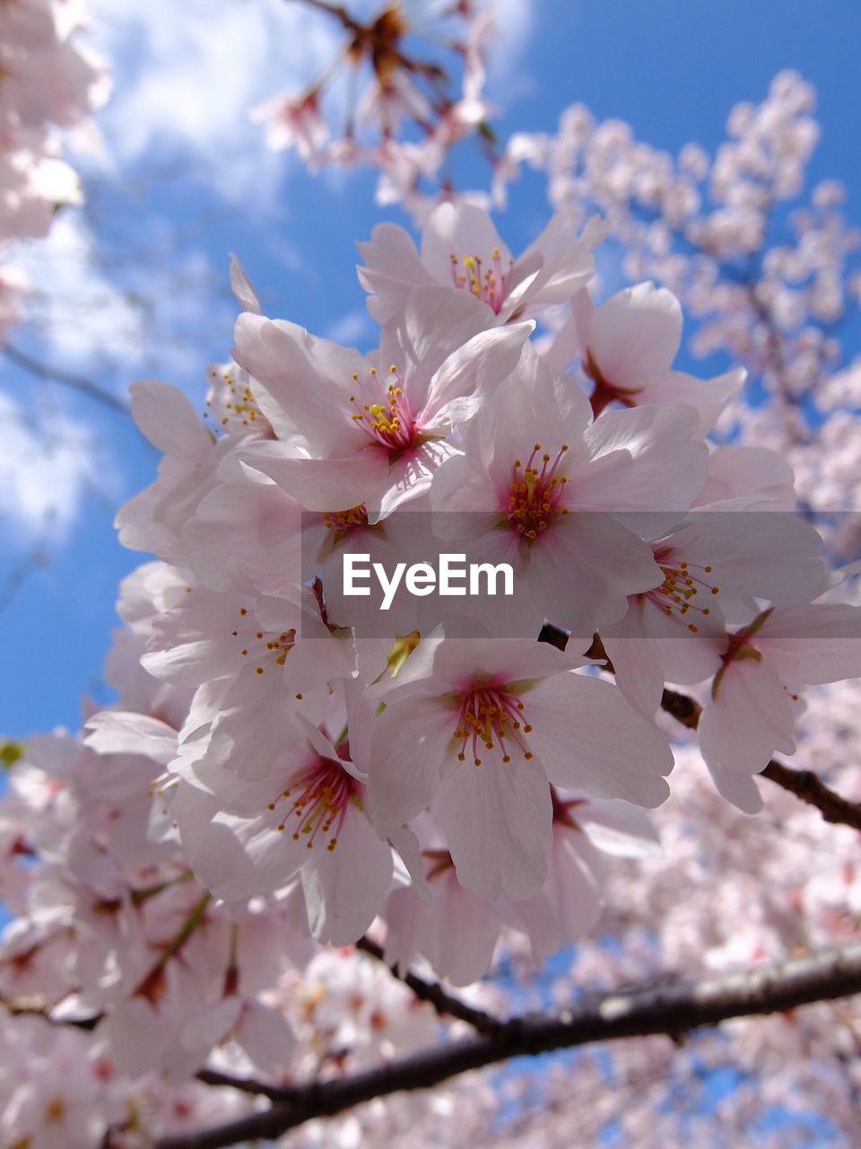 Close-up low angle view of flower trees