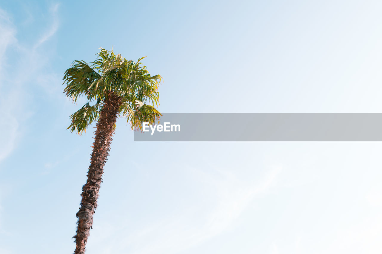 Low angle view of coconut palm tree against sky