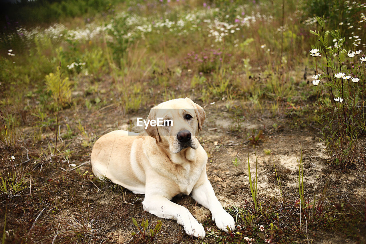 PORTRAIT OF A DOG SITTING ON LAND