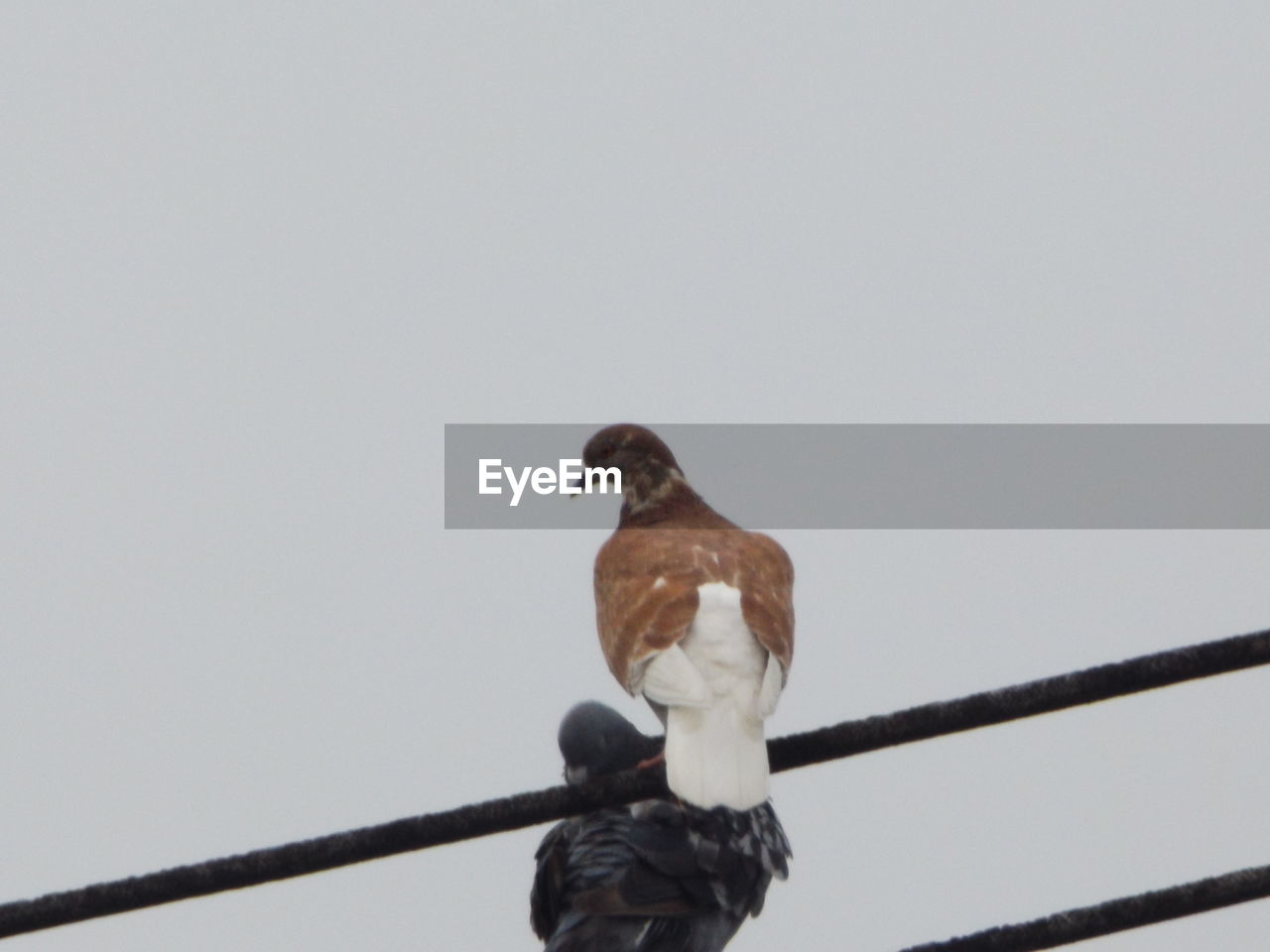 Low angle view of birds perching on ropes against clear sky