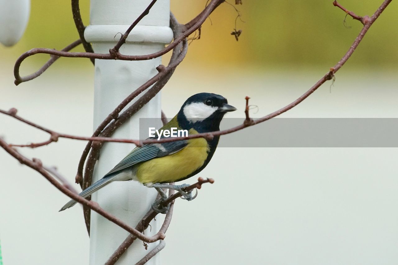 Close-up of great tit perching on plant