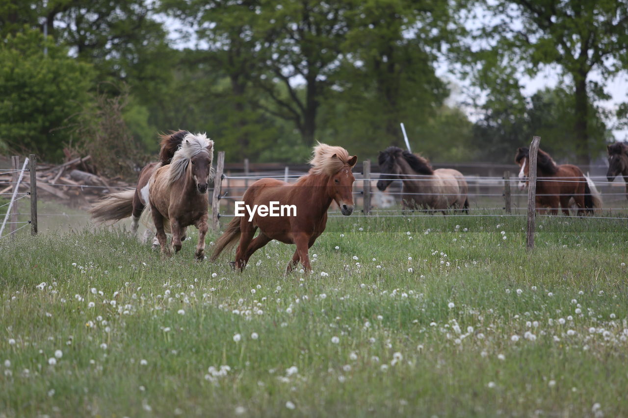 Horses in a field