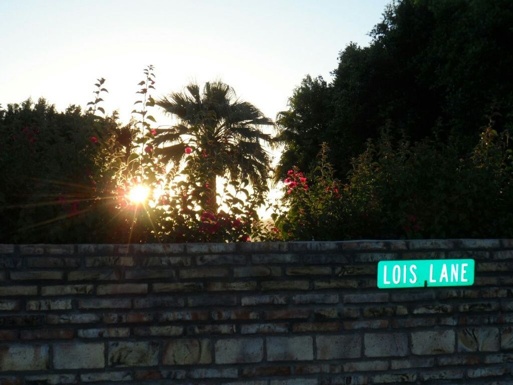 VIEW OF TREES AT SUNSET