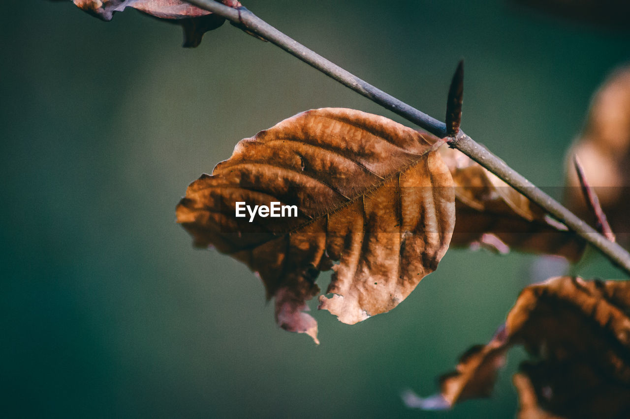 Close-up of dry leaf