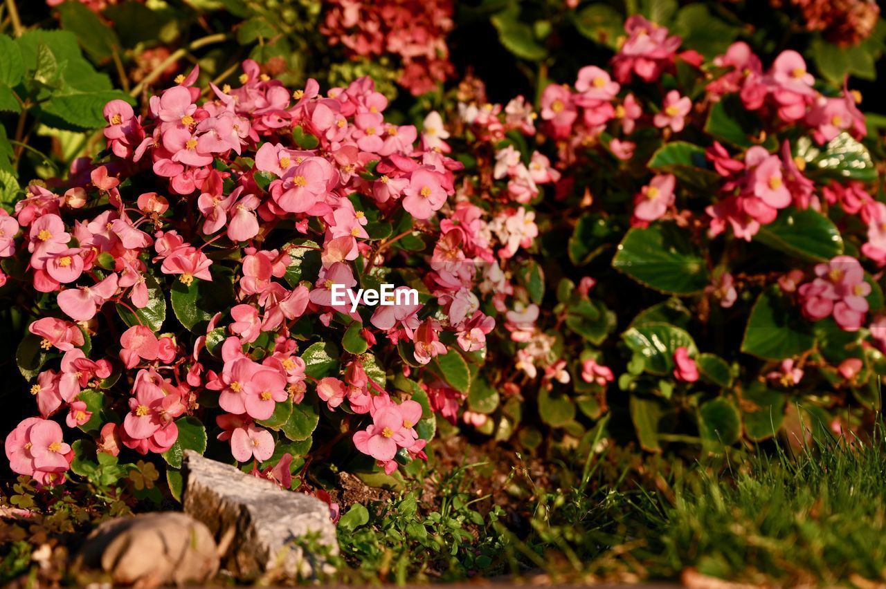 CLOSE-UP OF PINK FLOWERS