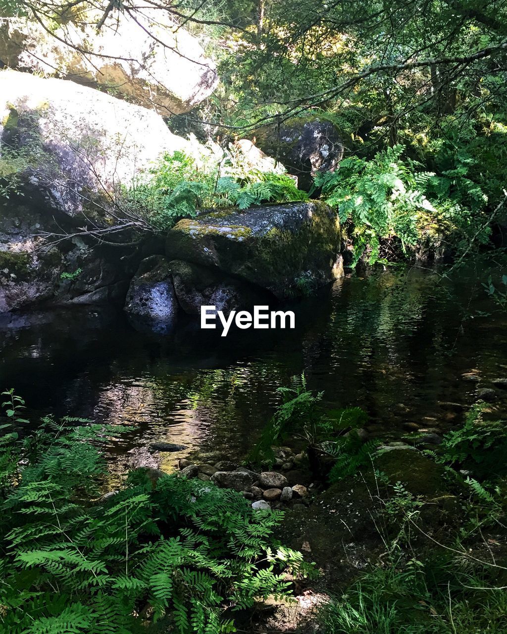 TREE BY RIVER IN FOREST