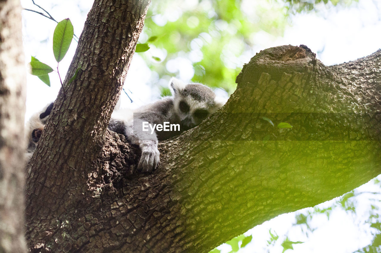 A lemur hiding in the tree