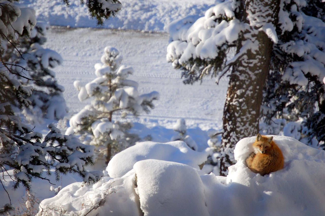 High angle view of fox sitting on snow covered hill