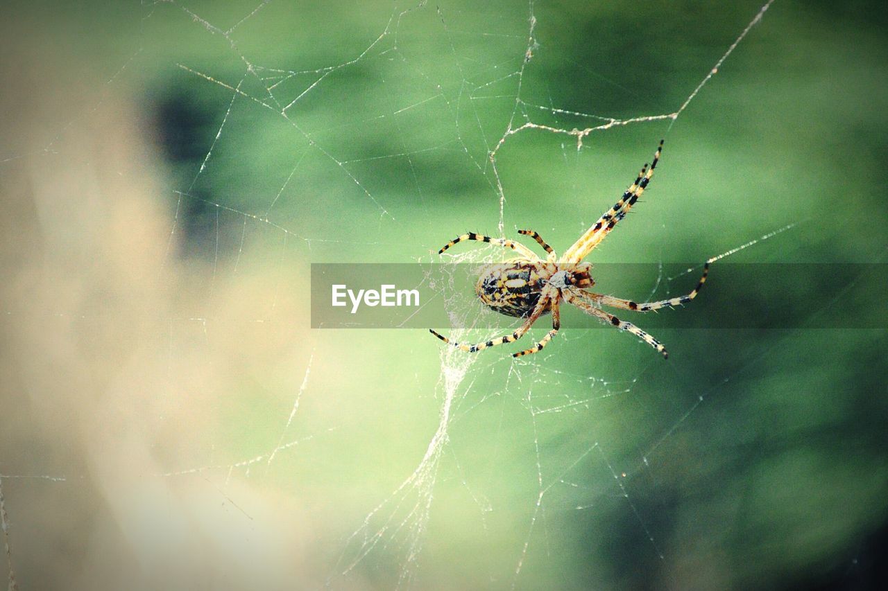 Close-up of spider spinning web outdoors