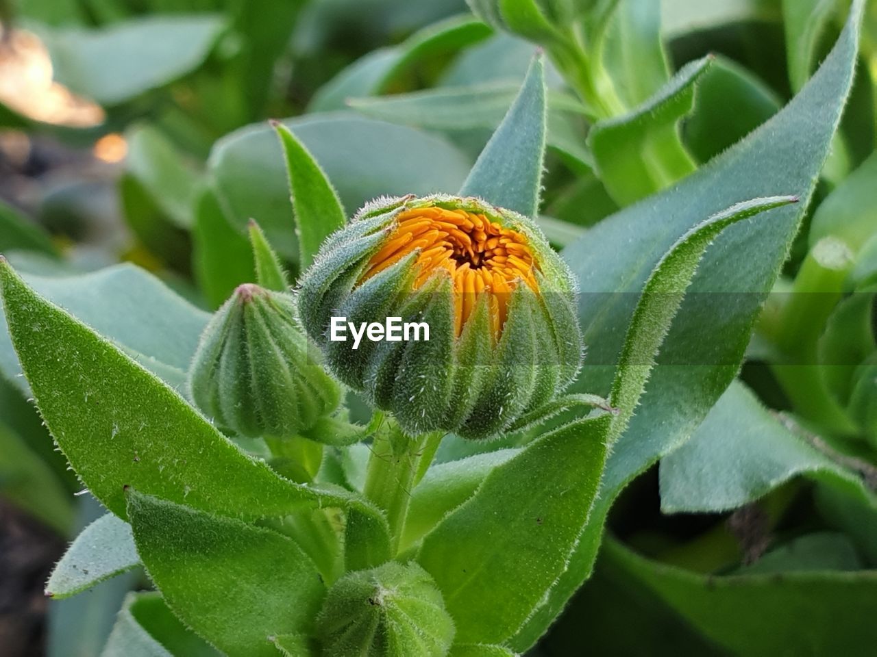 Close-up of flowering plant / marigold