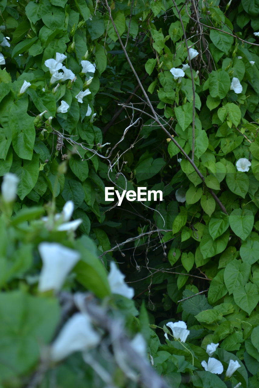 CLOSE-UP OF FRESH GREEN PLANT