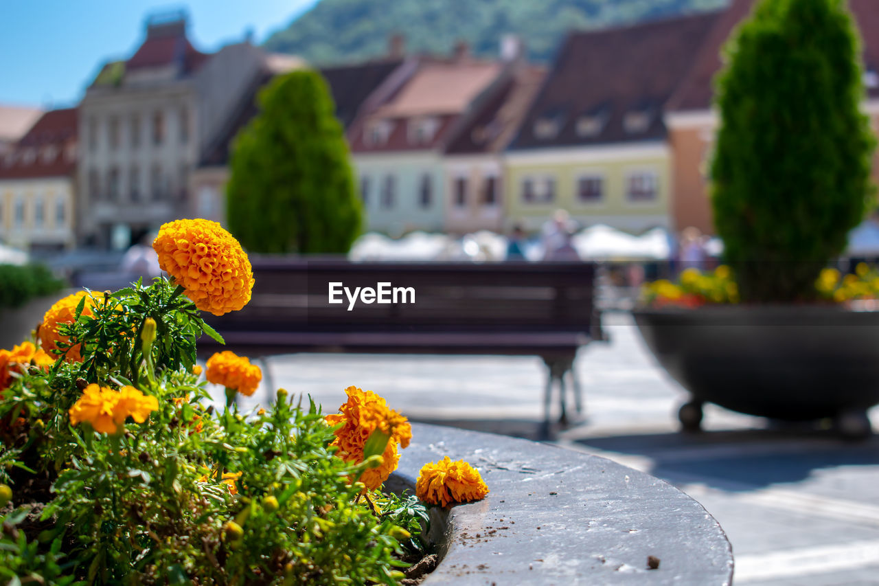 Close-up of flowering plants in city