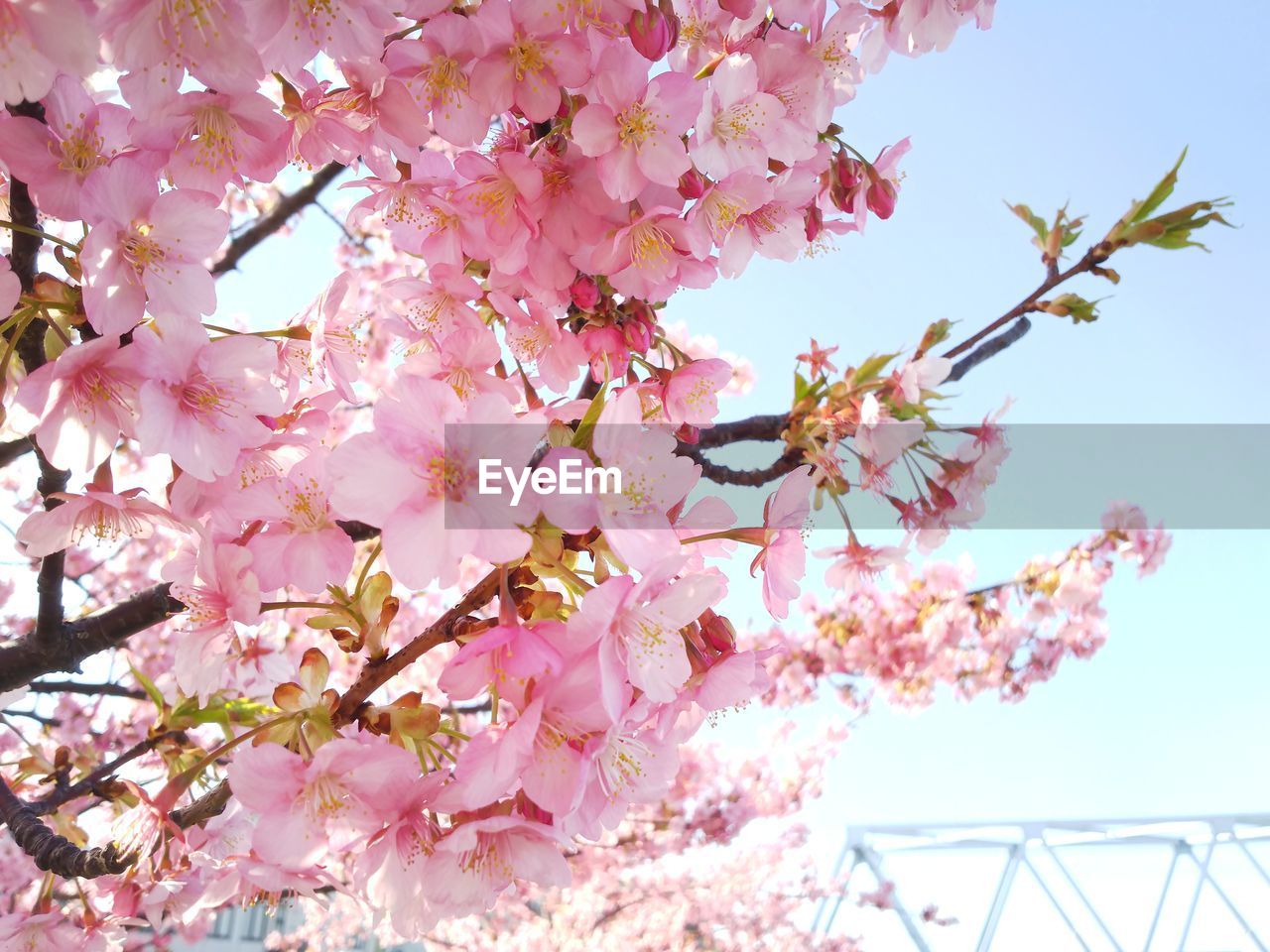 LOW ANGLE VIEW OF PINK FLOWERING TREE
