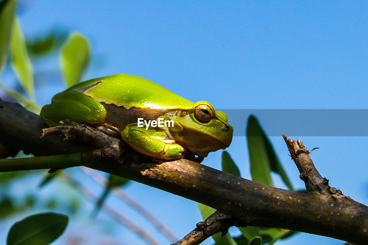 CLOSE-UP OF A LIZARD ON BRANCH