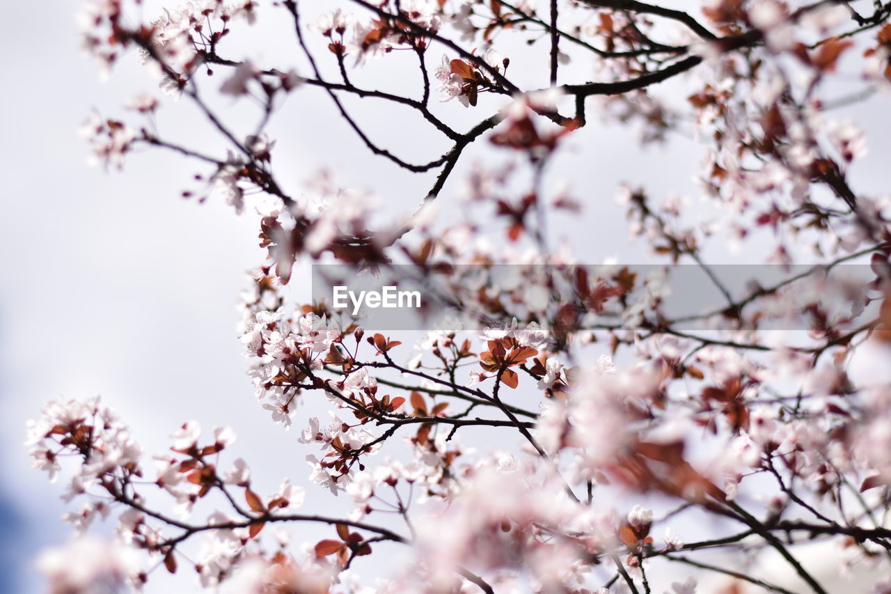 LOW ANGLE VIEW OF CHERRY BLOSSOMS