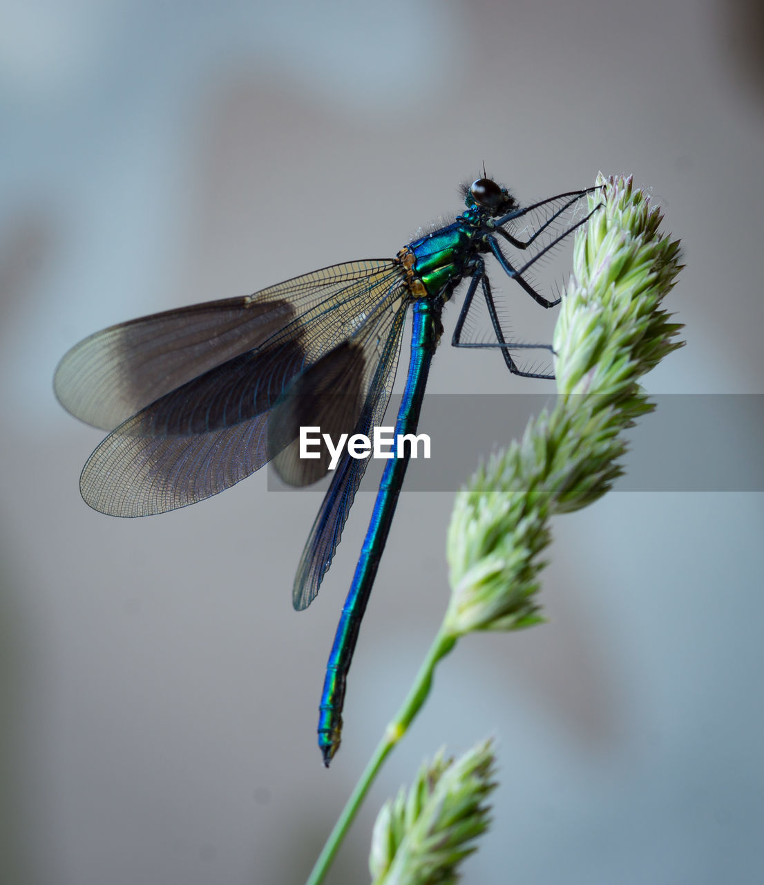 CLOSE-UP OF DRAGONFLY