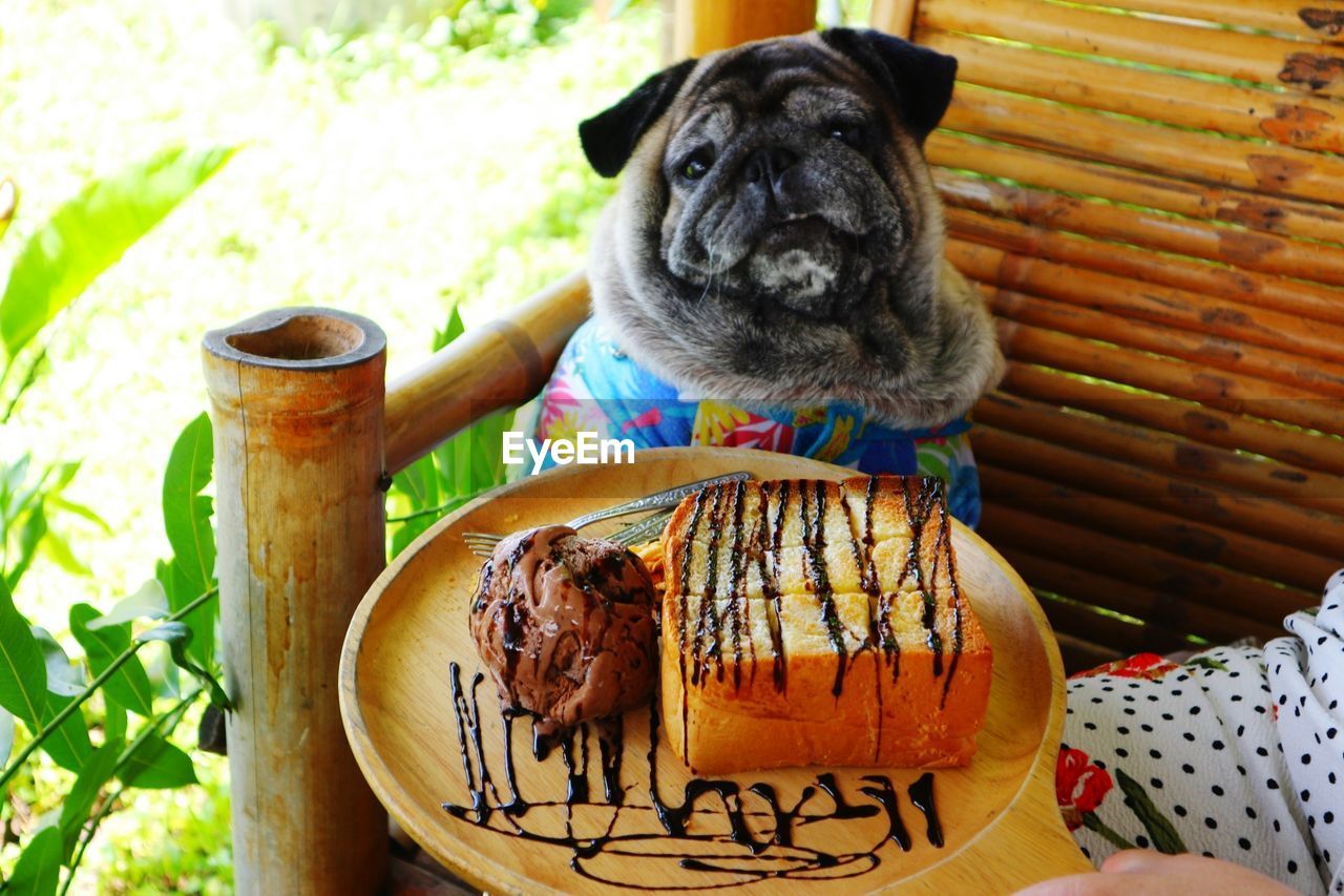 CLOSE-UP OF A DOG ON TABLE AT HOME