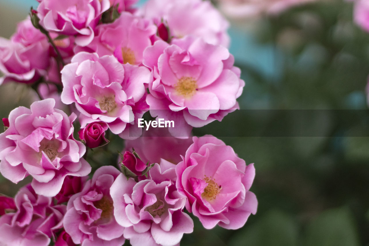 Close-up of pink flowering plant