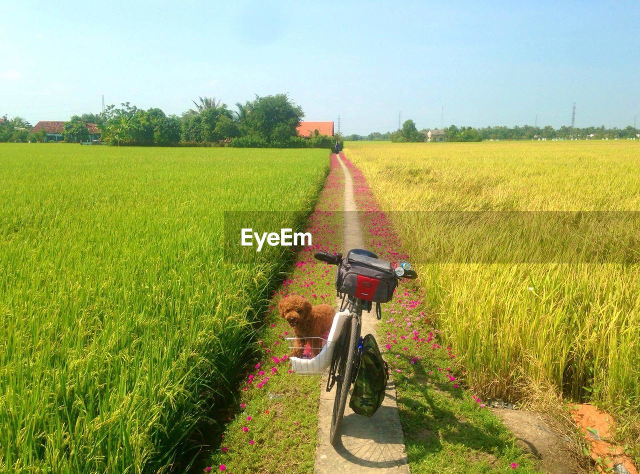 VIEW OF AGRICULTURAL FIELDS