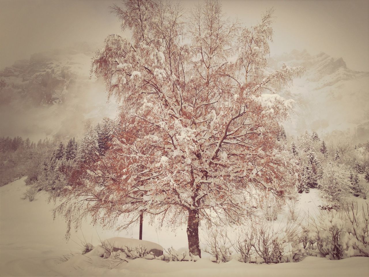 SNOW COVERED TREES IN WINTER