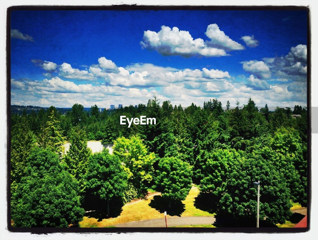 High angle view of treetops