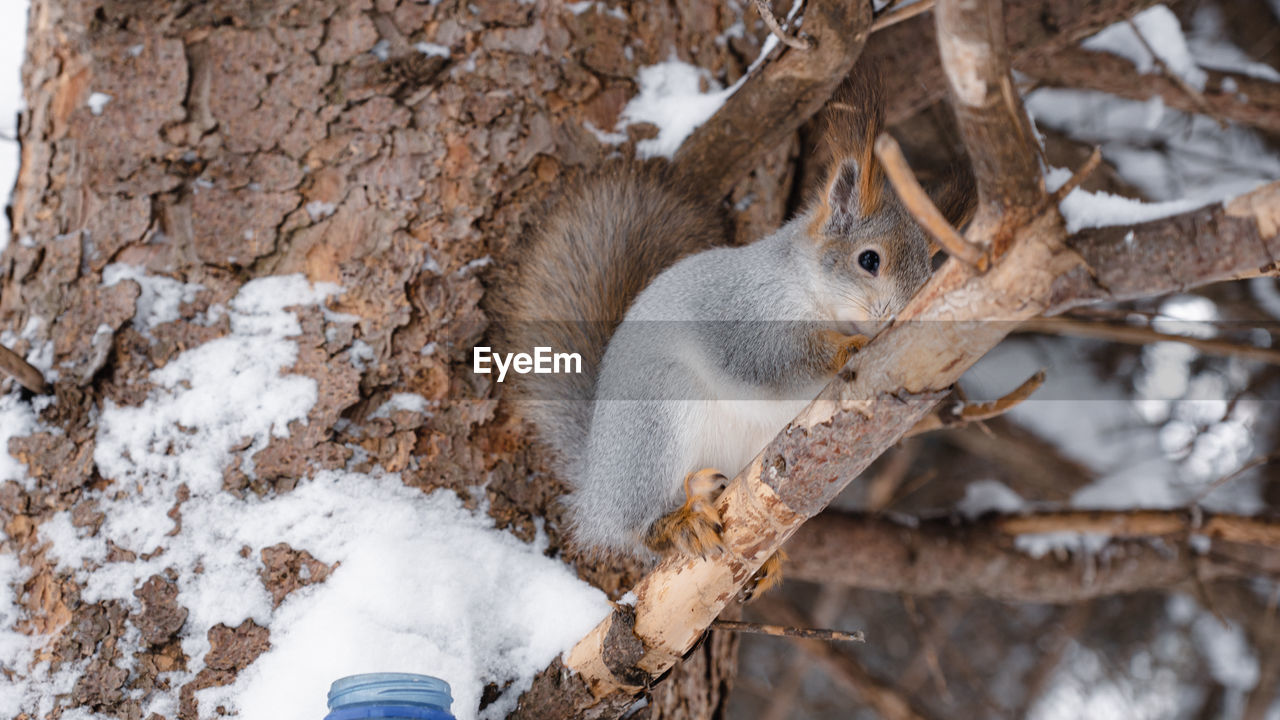 winter, wildlife, animal, branch, animal themes, squirrel, snow, animal wildlife, mammal, tree, nature, cold temperature, one animal, rodent, outdoors, tree trunk, plant, day, trunk, one person, land, eating