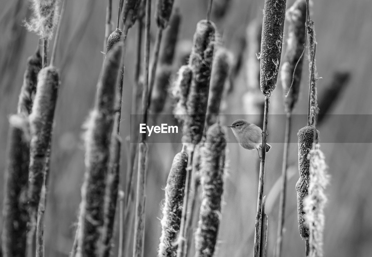 Close-up of bird perching on plant